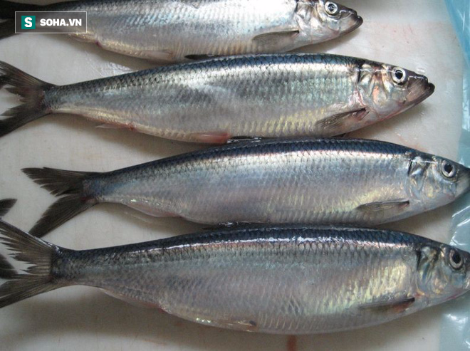 Danh sách 11 loại cá chứa nhiều chất dinh dưỡng có lợi cho sức khỏe-4