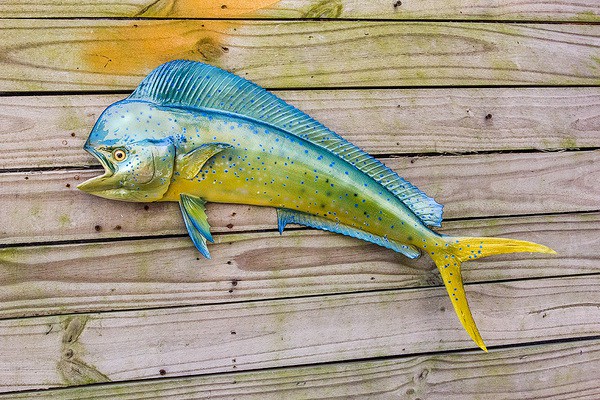 Danh sách 11 loại cá chứa nhiều chất dinh dưỡng có lợi cho sức khỏe-5