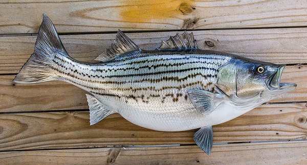 Danh sách 11 loại cá chứa nhiều chất dinh dưỡng có lợi cho sức khỏe-10