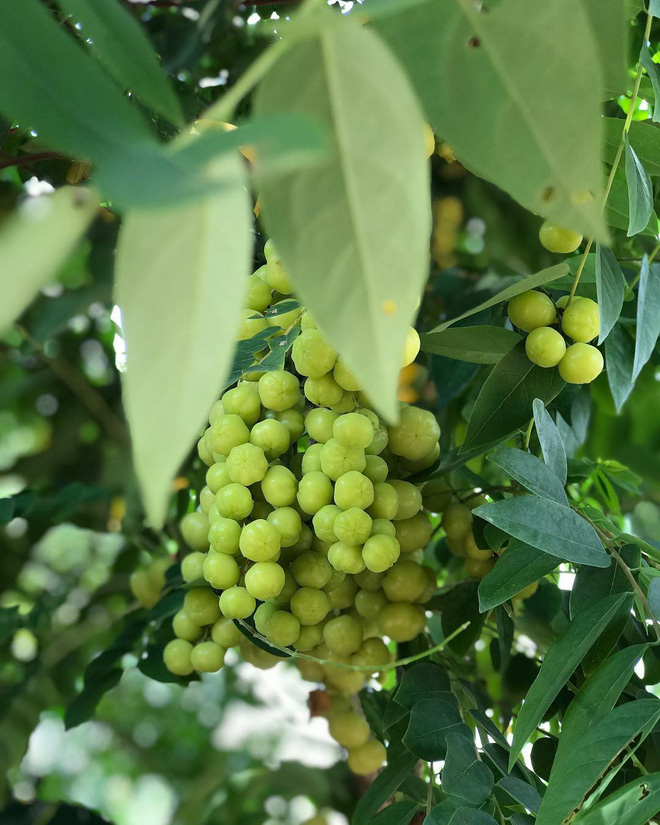 Những loại quả chua dân dã nhưng đã gieo tương tư cho biết bao thế hệ-22