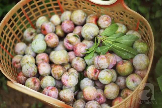 Những loại quả chua dân dã nhưng đã gieo tương tư cho biết bao thế hệ-8