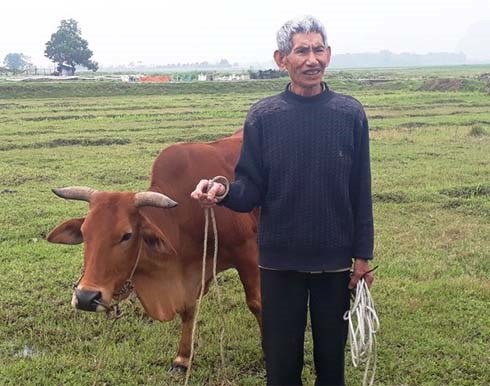 Chỉ có ở Thanh Hóa: Chăn trâu bò phải đóng phí cỏ