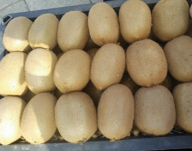 Kiwi giải nhiệt: Hàng Tàu ngập tràn, bỗng nhiên mất tích bí ẩn-1