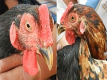 Kỳ lạ con gà “pê đê” có biệt tài gáy được 2 giọng trống, mái Kỳ lạ con gà “pê đê” có biệt tài gáy được 2 giọng trống, mái