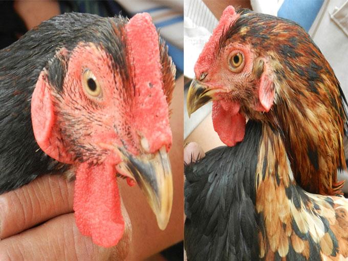 Kỳ lạ con gà pê đê” có biệt tài gáy được 2 giọng trống, mái-1