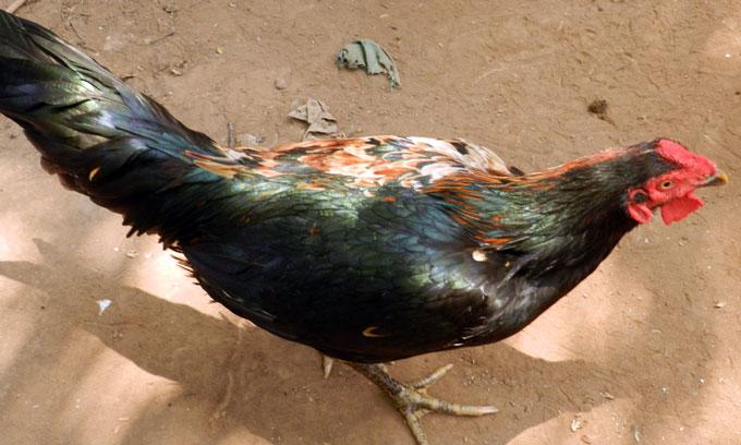 Kỳ lạ con gà pê đê” có biệt tài gáy được 2 giọng trống, mái-2
