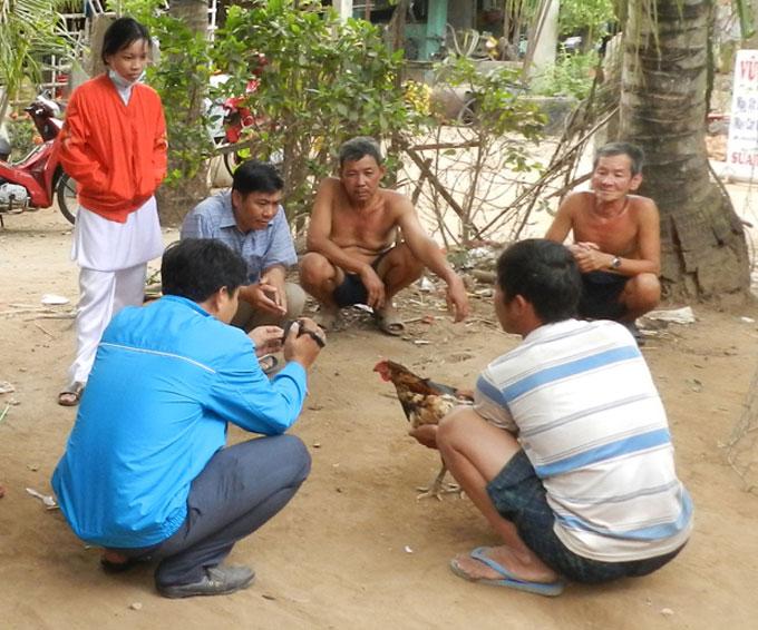 Kỳ lạ con gà pê đê” có biệt tài gáy được 2 giọng trống, mái-4