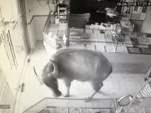 Một con trâu lao vào 'cướp' tiệm vàng, chủ nhà chạy toán loạn còn dân mạng thì cười rơi mồm Một con trâu lao vào 'cướp' tiệm vàng, chủ nhà chạy toán loạn còn dân mạng thì cười rơi mồm