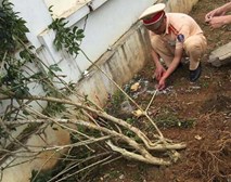 Vụ bé trai lớp 1 tử vong do cô giáo lùi xe: Người nhà đau đớn đến sân trường làm lễ cầu siêu cho cháu Vụ bé trai lớp 1 tử vong do cô giáo lùi xe: Người nhà đau đớn đến sân trường làm lễ cầu siêu cho cháu