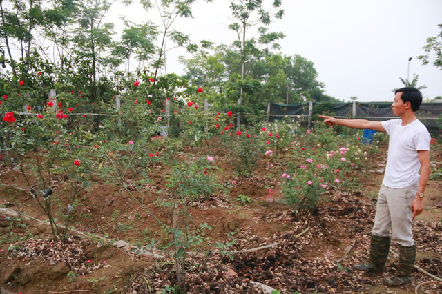 Ngắm vườn hồng cổ nghìn người mê của anh nông dân Ninh Bình-1
