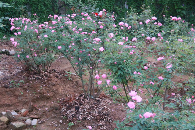 Ngắm vườn hồng cổ nghìn người mê của anh nông dân Ninh Bình-10