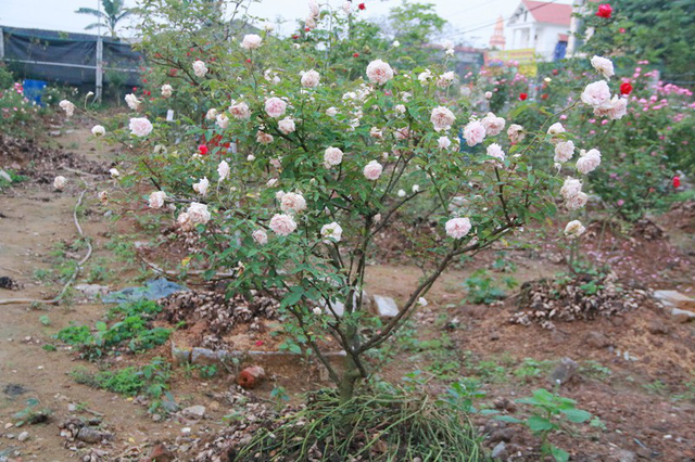 Ngắm vườn hồng cổ nghìn người mê của anh nông dân Ninh Bình-11