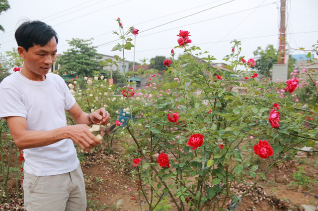 Ngắm vườn hồng cổ nghìn người mê của anh nông dân Ninh Bình-12