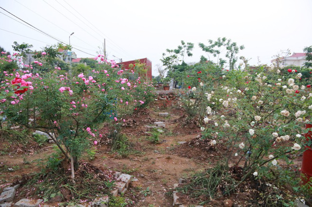 Ngắm vườn hồng cổ nghìn người mê của anh nông dân Ninh Bình-2