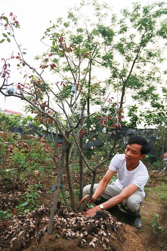 Ngắm vườn hồng cổ nghìn người mê của anh nông dân Ninh Bình-3