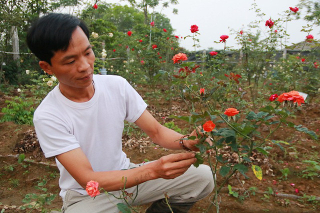 Ngắm vườn hồng cổ nghìn người mê của anh nông dân Ninh Bình-4