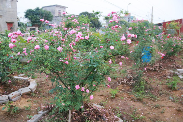 Ngắm vườn hồng cổ nghìn người mê của anh nông dân Ninh Bình-5