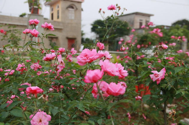Ngắm vườn hồng cổ nghìn người mê của anh nông dân Ninh Bình-6