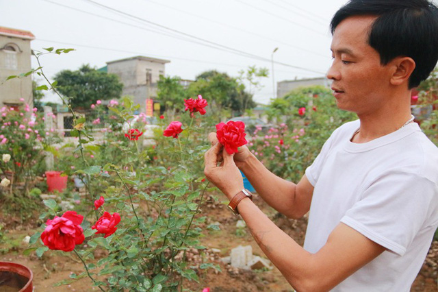 Ngắm vườn hồng cổ nghìn người mê của anh nông dân Ninh Bình-7