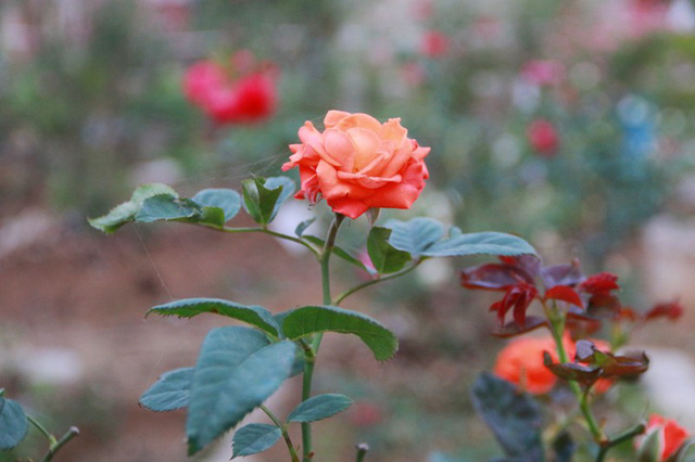 Ngắm vườn hồng cổ nghìn người mê của anh nông dân Ninh Bình-8