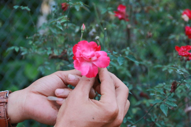 Ngắm vườn hồng cổ nghìn người mê của anh nông dân Ninh Bình-9