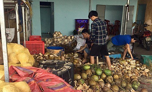 Tẩy trắng dừa bằng hóa chất lạ để tuồn vào resort-1