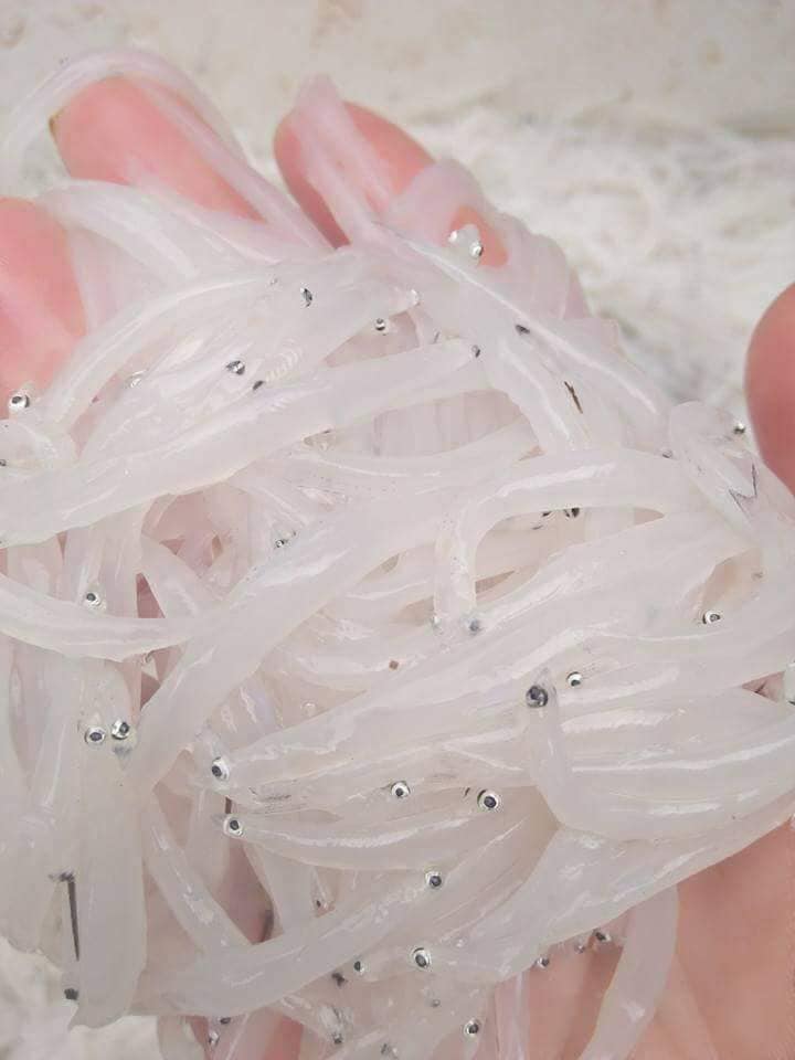 Trong như thủy tinh, mềm hơn bún: Bí ẩn loài cá hiếm sông Đà-1