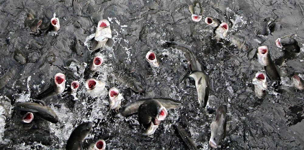 Kỳ lạ đàn cá lóc bay theo nhịp lệnh... vạn người đổ về xem-2