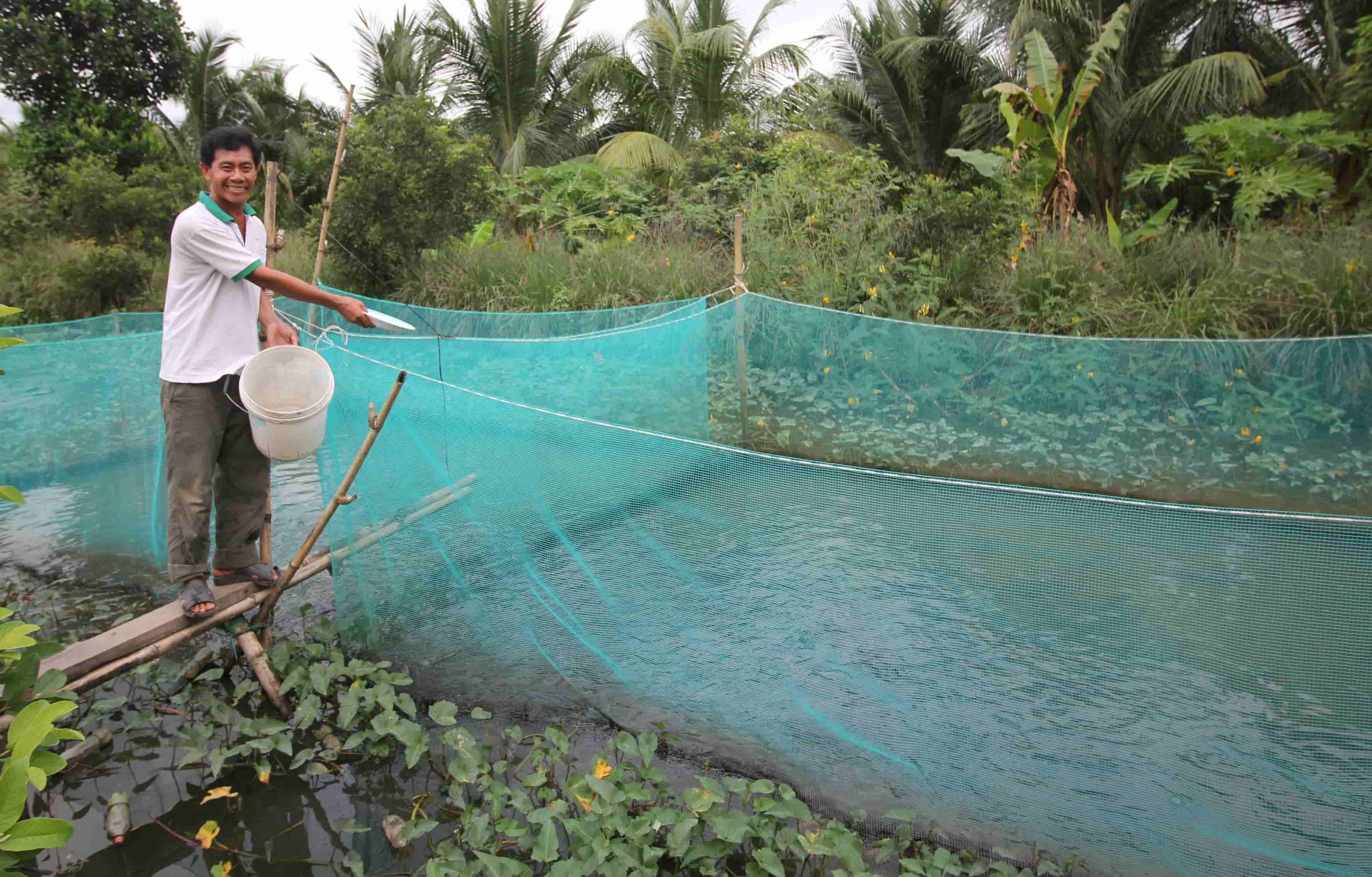 Kỳ lạ đàn cá lóc bay theo nhịp lệnh... vạn người đổ về xem-3