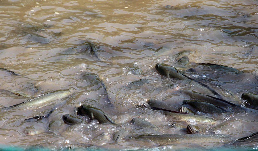 Kỳ lạ đàn cá lóc bay theo nhịp lệnh... vạn người đổ về xem-4