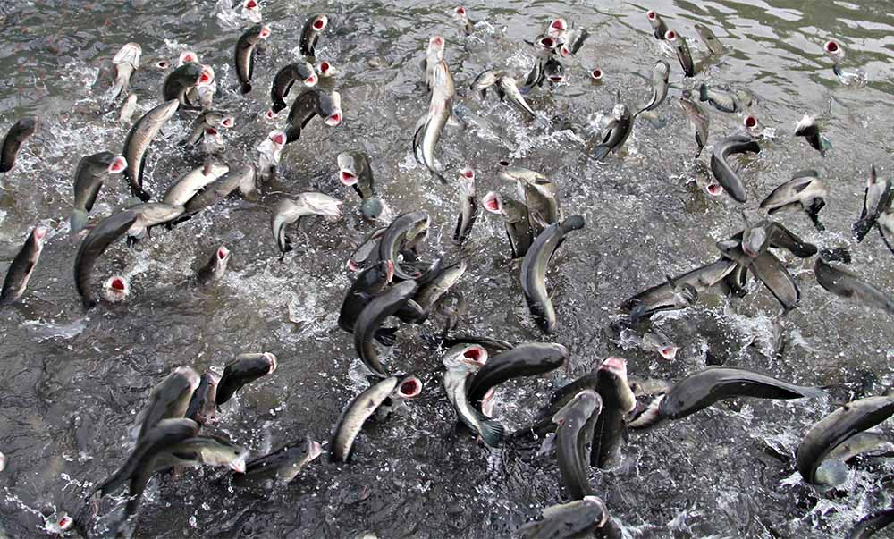 Kỳ lạ đàn cá lóc bay theo nhịp lệnh... vạn người đổ về xem-1