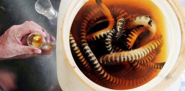 Đến Quảng Bình uống tiết mãng xà biển, ăn gỏi thủy quái, bạn đã thử chưa?-2