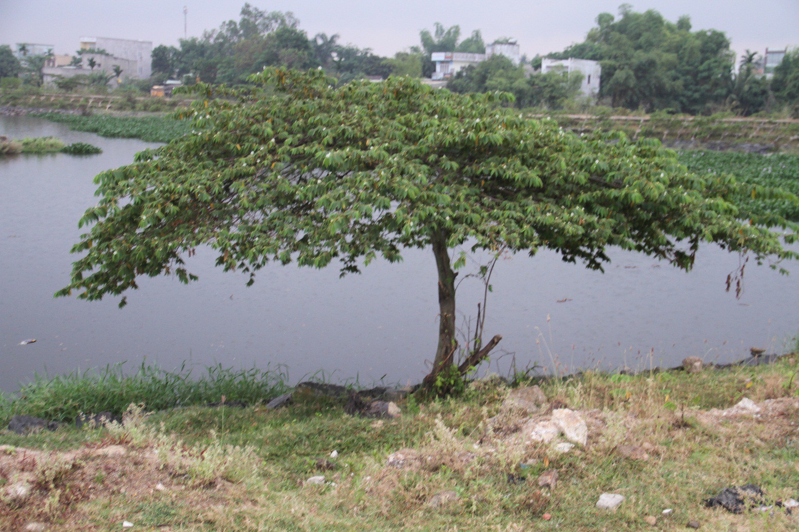 Hoảng hồn phát hiện thi thể nam thanh niên không mặc quần áo trong tư thế treo cổ trên cây trứng cá-2