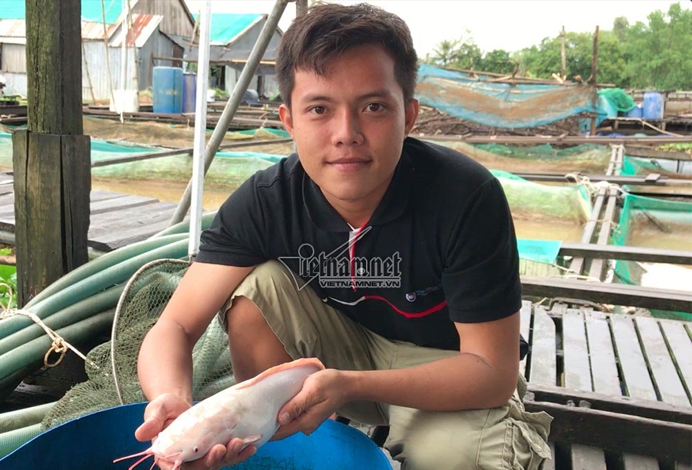 ‘Thuỷ quái’ miền Tây: Ngàn con cá trê hồng đột biến gen kỳ lạ-2