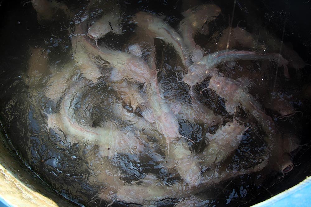 ‘Thuỷ quái’ miền Tây: Ngàn con cá trê hồng đột biến gen kỳ lạ-3