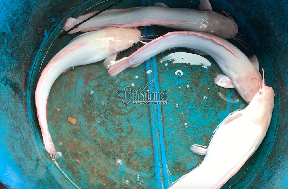 ‘Thuỷ quái’ miền Tây: Ngàn con cá trê hồng đột biến gen kỳ lạ-5