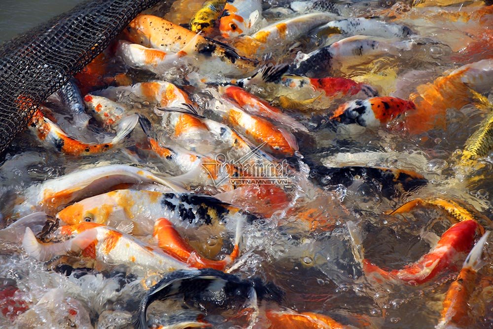 ‘Thuỷ quái’ miền Tây: Ngàn con cá trê hồng đột biến gen kỳ lạ-7