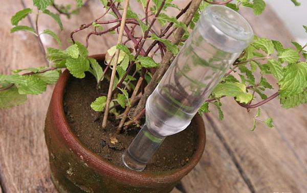 Đi chơi xa tẹt ga không lo cây cảnh chết héo nhờ 5 mẹo tự tưới cây cực hay-3