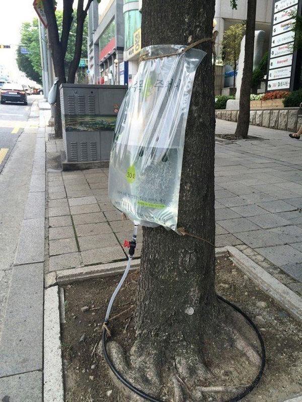 Đi chơi xa tẹt ga không lo cây cảnh chết héo nhờ 5 mẹo tự tưới cây cực hay-1