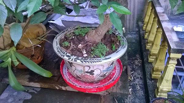 Đi chơi xa tẹt ga không lo cây cảnh chết héo nhờ 5 mẹo tự tưới cây cực hay-5