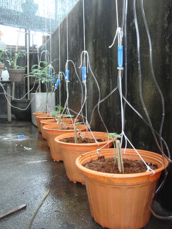 Đi chơi xa tẹt ga không lo cây cảnh chết héo nhờ 5 mẹo tự tưới cây cực hay-2