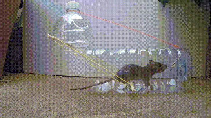 Tự làm bẫy chuột cực thông minh chỉ cần 1 chai nhựa, đảm bảo chuột sập bẫy 100%-5