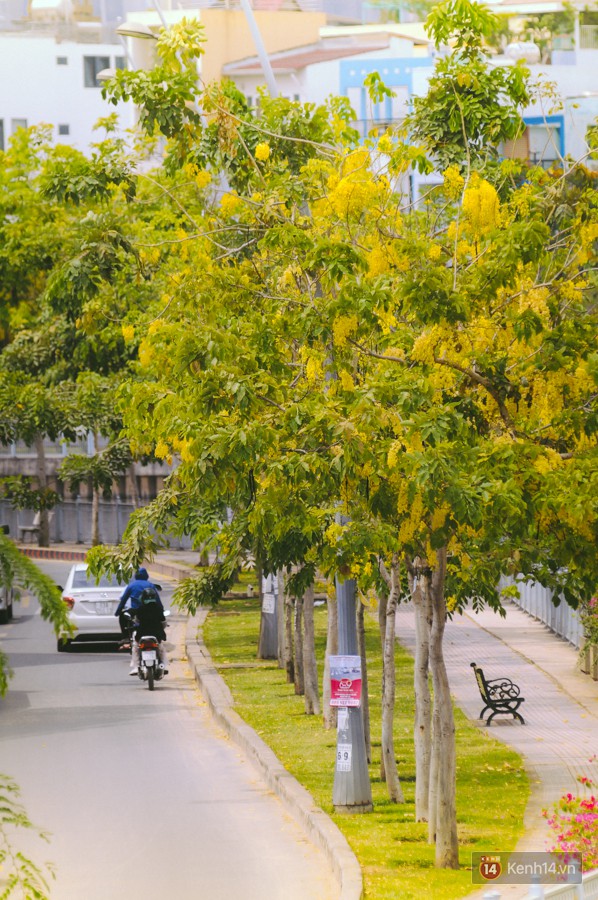 Chùm ảnh: Hoa Osaka rực rỡ nhuộm vàng đường phố Sài Gòn trong cái nắng tháng 4-2