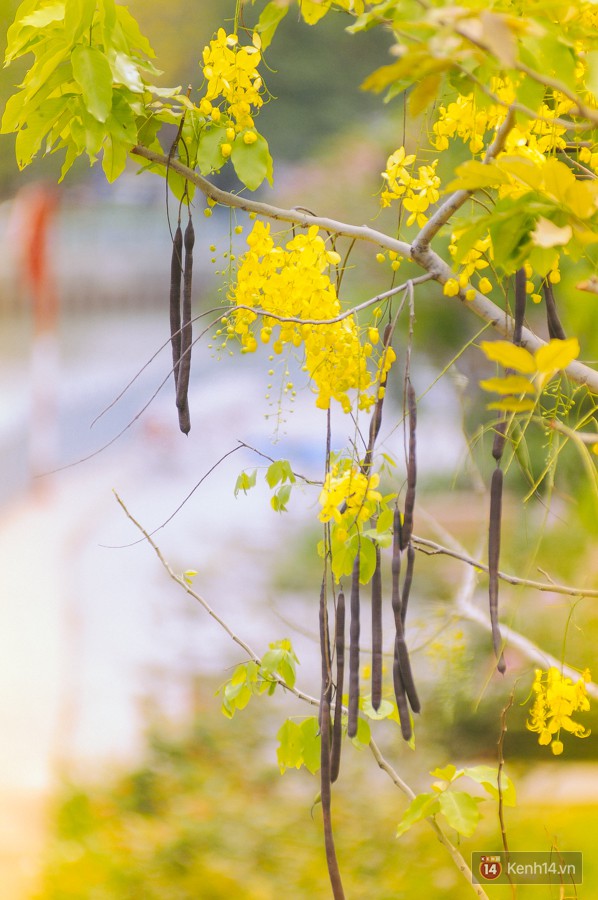 Chùm ảnh: Hoa Osaka rực rỡ nhuộm vàng đường phố Sài Gòn trong cái nắng tháng 4-11