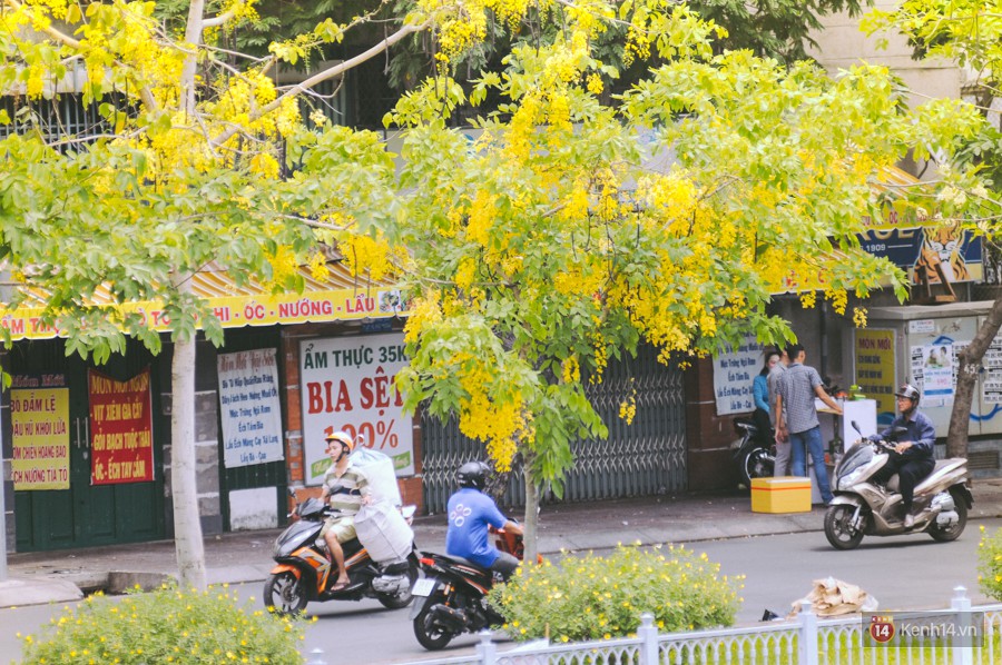 Chùm ảnh: Hoa Osaka rực rỡ nhuộm vàng đường phố Sài Gòn trong cái nắng tháng 4-13