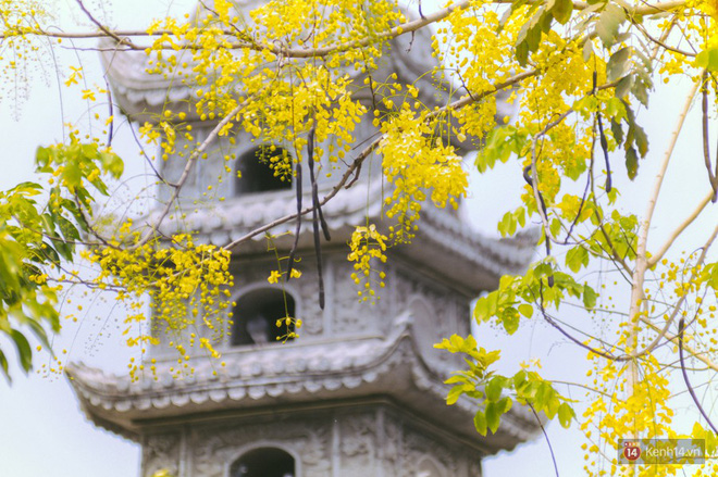 Chùm ảnh: Hoa Osaka rực rỡ nhuộm vàng đường phố Sài Gòn trong cái nắng tháng 4-9