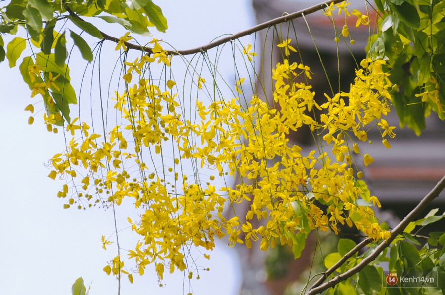 Chùm ảnh: Hoa Osaka rực rỡ nhuộm vàng đường phố Sài Gòn trong cái nắng tháng 4-10