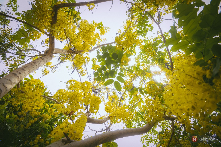 Chùm ảnh: Hoa Osaka rực rỡ nhuộm vàng đường phố Sài Gòn trong cái nắng tháng 4-7