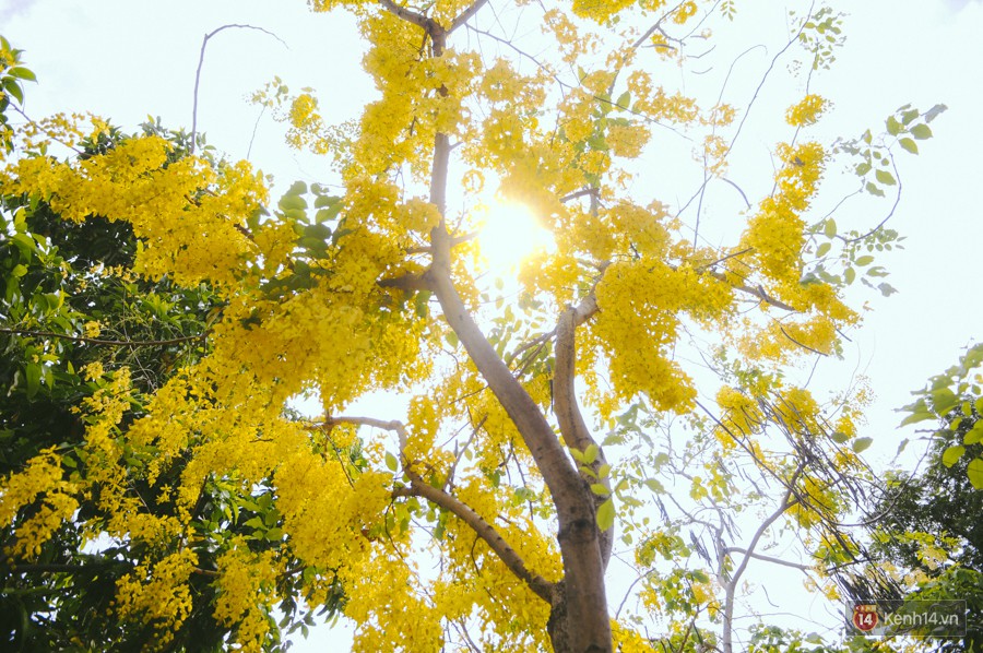 Chùm ảnh: Hoa Osaka rực rỡ nhuộm vàng đường phố Sài Gòn trong cái nắng tháng 4-6