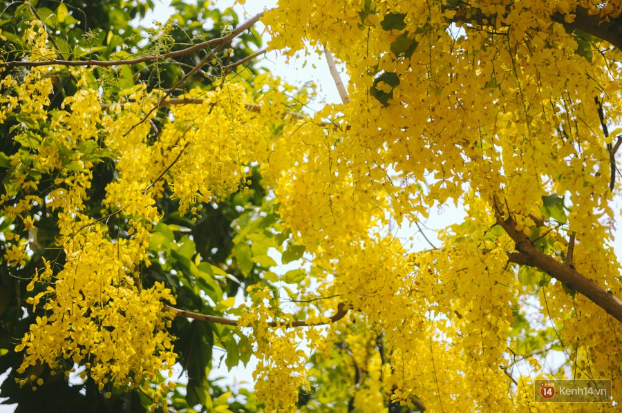 Chùm ảnh: Hoa Osaka rực rỡ nhuộm vàng đường phố Sài Gòn trong cái nắng tháng 4-3